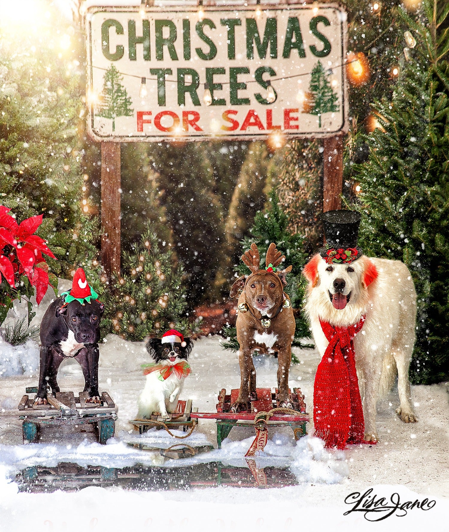 Kate Christmas Trees Backdrop for Photography Designed By JS Photography -UK