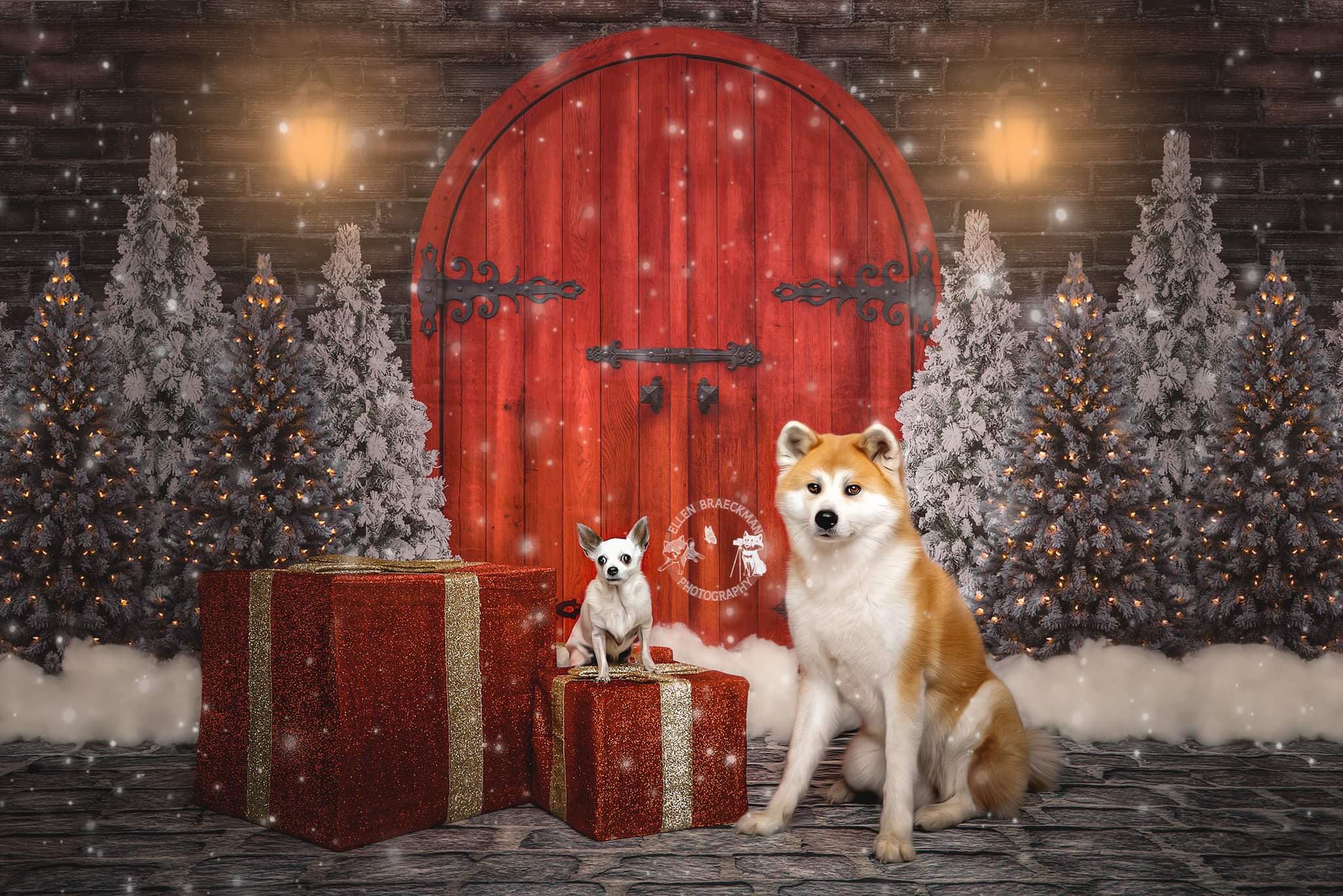 Kate Christmas Red Door Backdrop Designed By JS Photography -UK