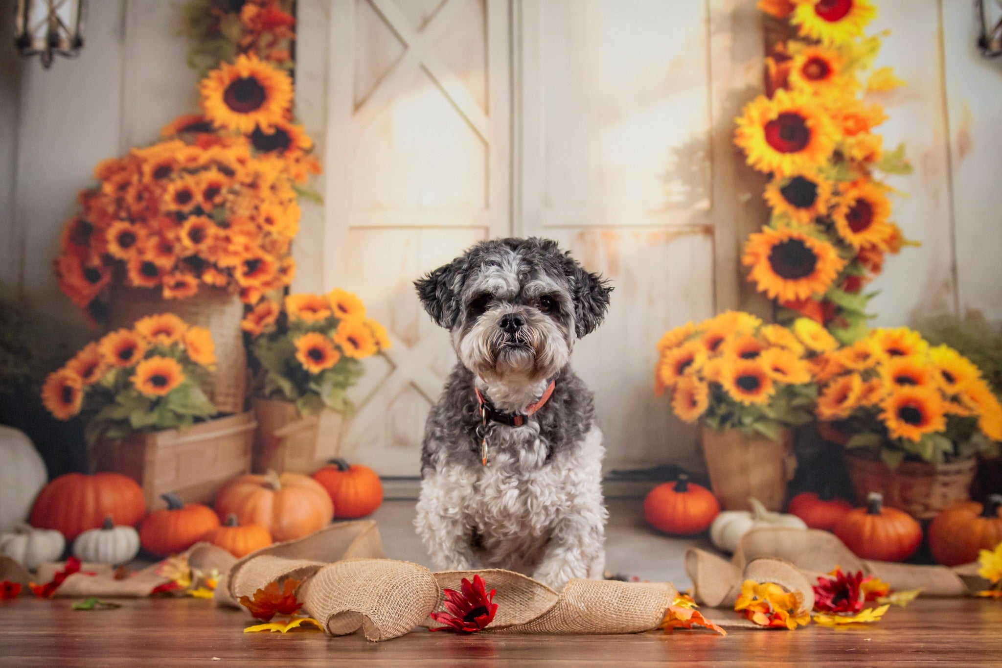 Kate Autumn Sunflower Pumpkin Barn Door Backdrop Designed by Chain Photography -UK
