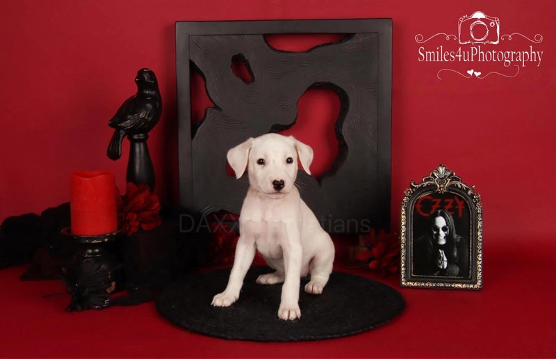 Kate Scarlet Red Seamless Paper Backdrop for Photography