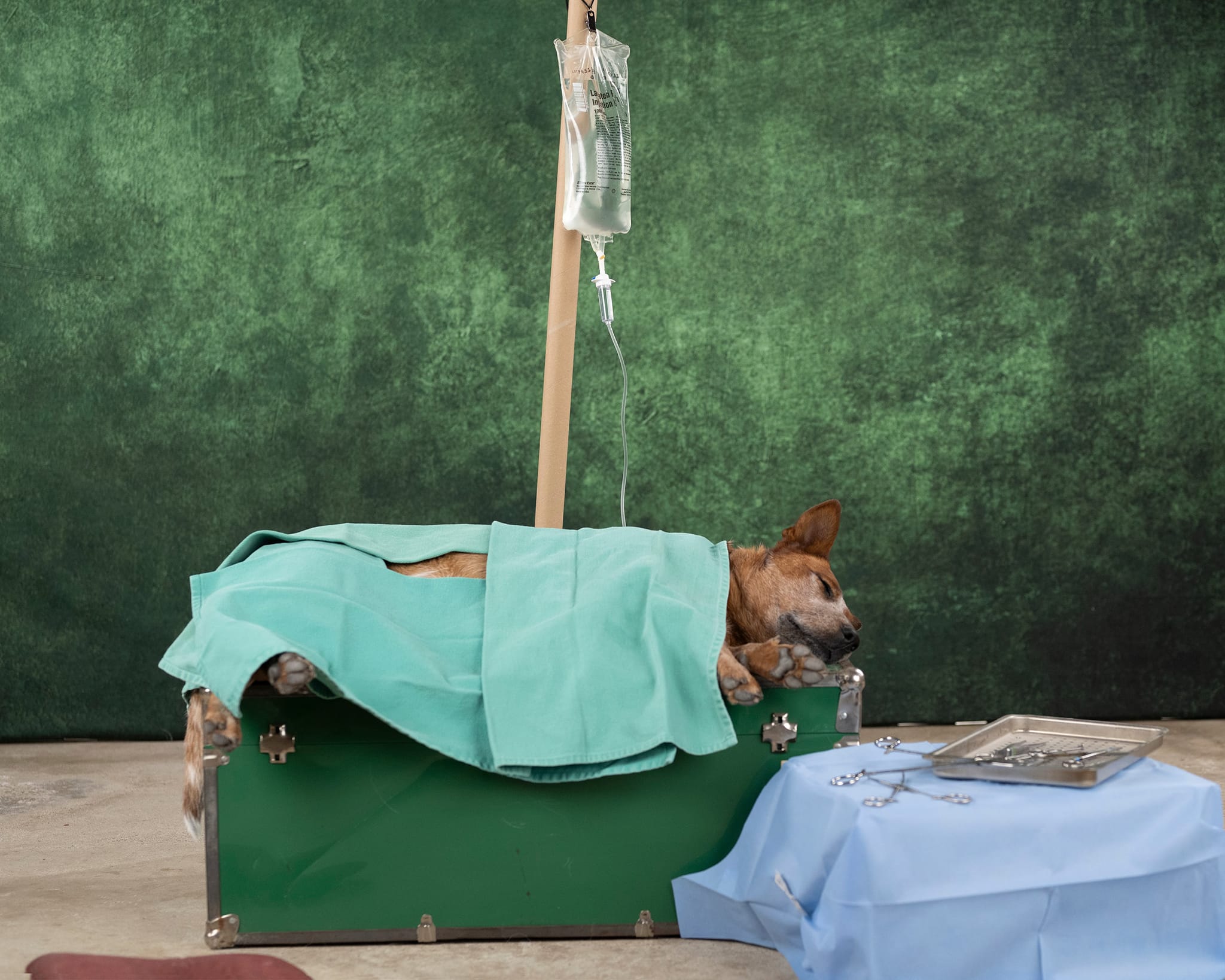 Kate Dark Green Abstract Backdrop Designed by Kate Image -UK