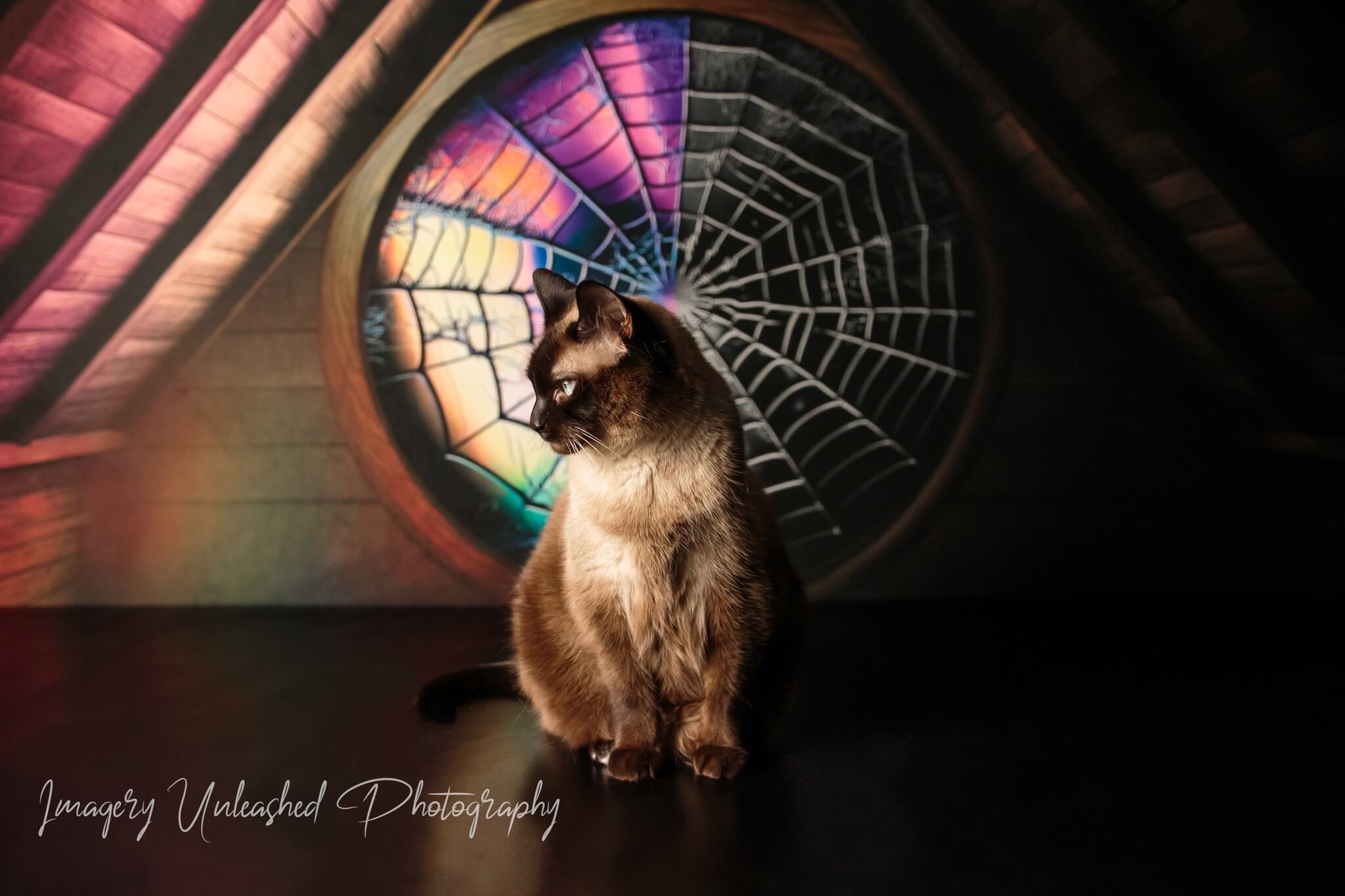 Kate Spooky Attic Room Spiderweb Window Backdrop Designed by Mini MakeBelieve -UK