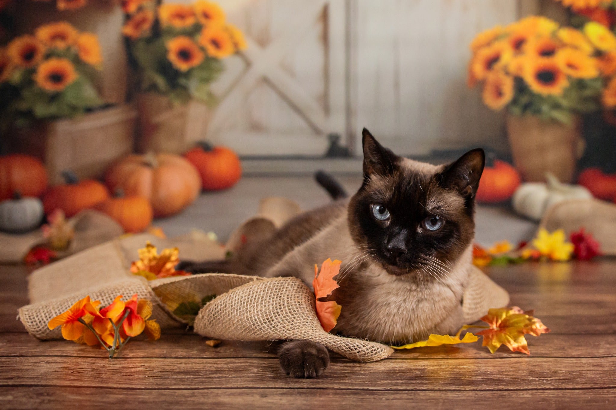 Kate Autumn Sunflower Pumpkin Barn Door Backdrop Designed by Chain Photography -UK