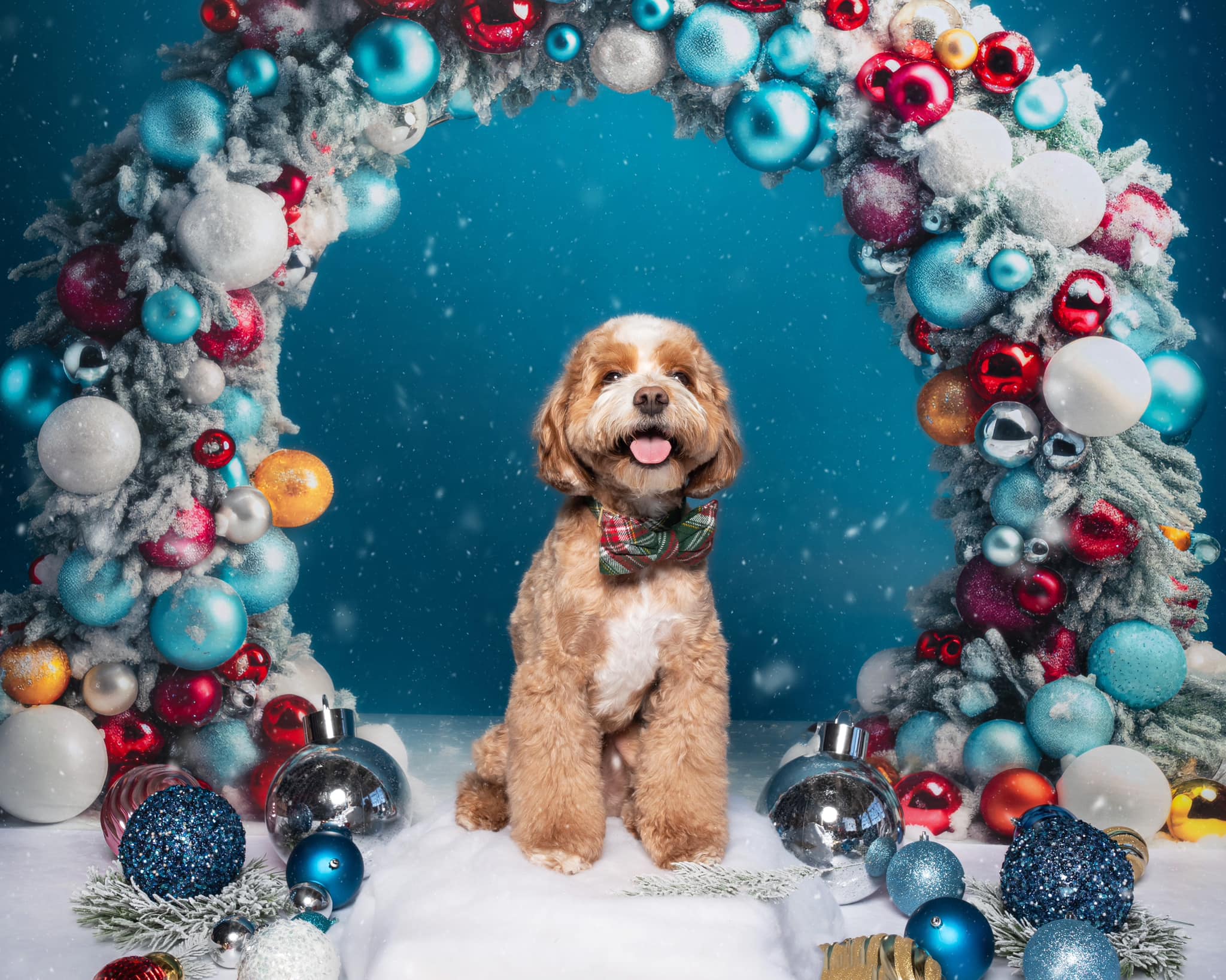 Kate Christmas Ornament Arch Backdrop Designed by Mandy Ringe Photography