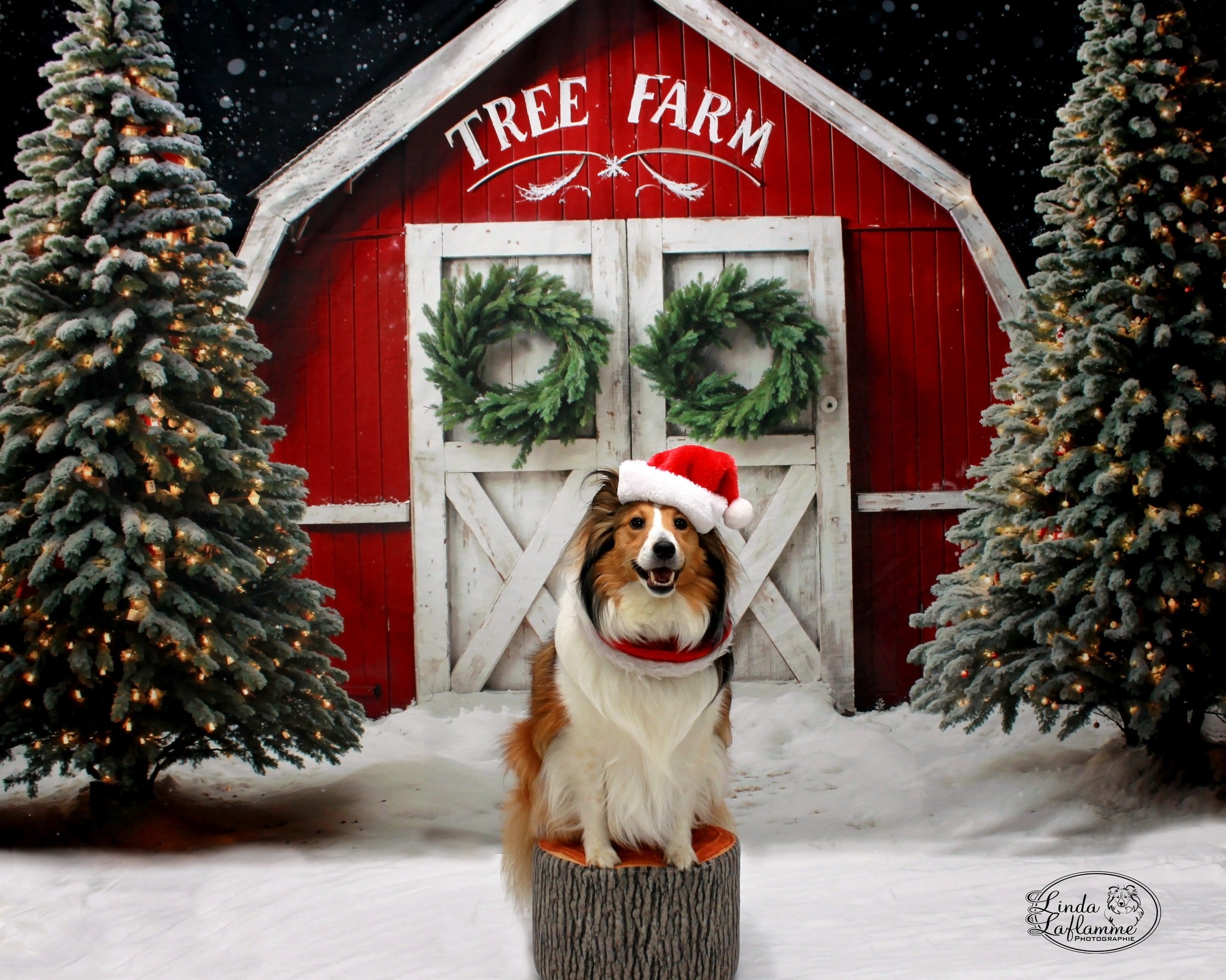 Kate Winter Christmas Tree Farm Red Barn Backdrop Designed by Chain Photography -UK