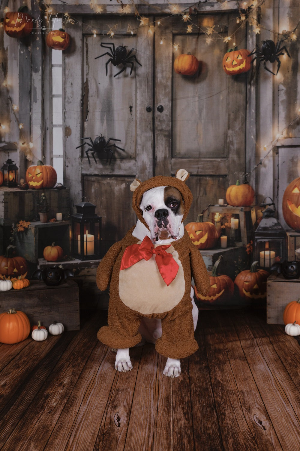 Kate Halloween Pumpkin Door Backdrop Designed by Chain Photography