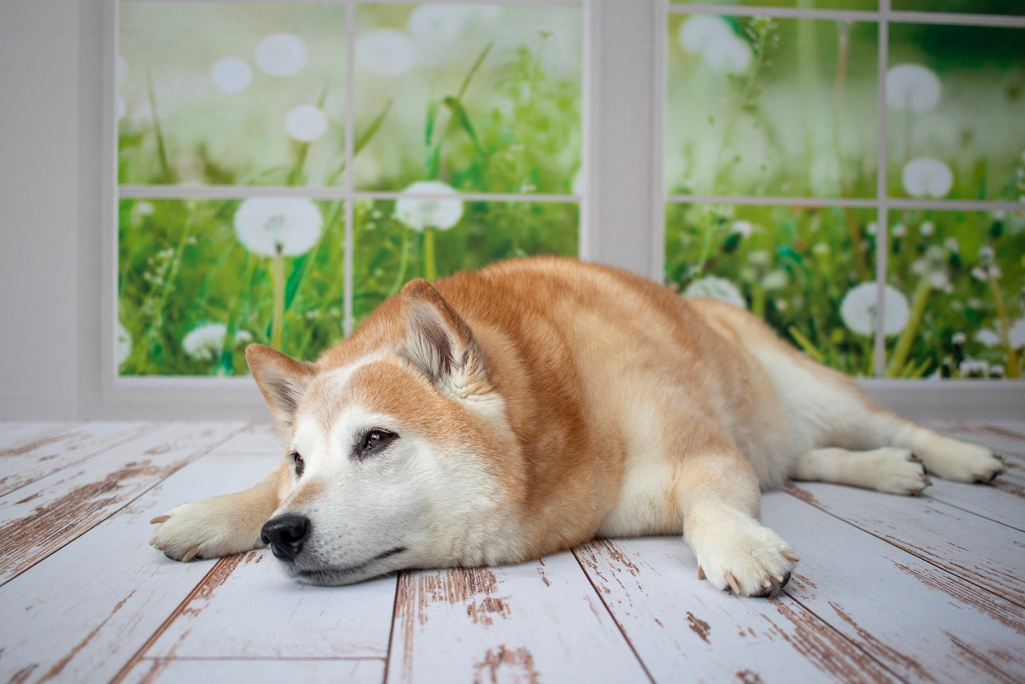 Kate Window Fleece Backdrop Spring Summer Garden Designed by Emetselch -UK