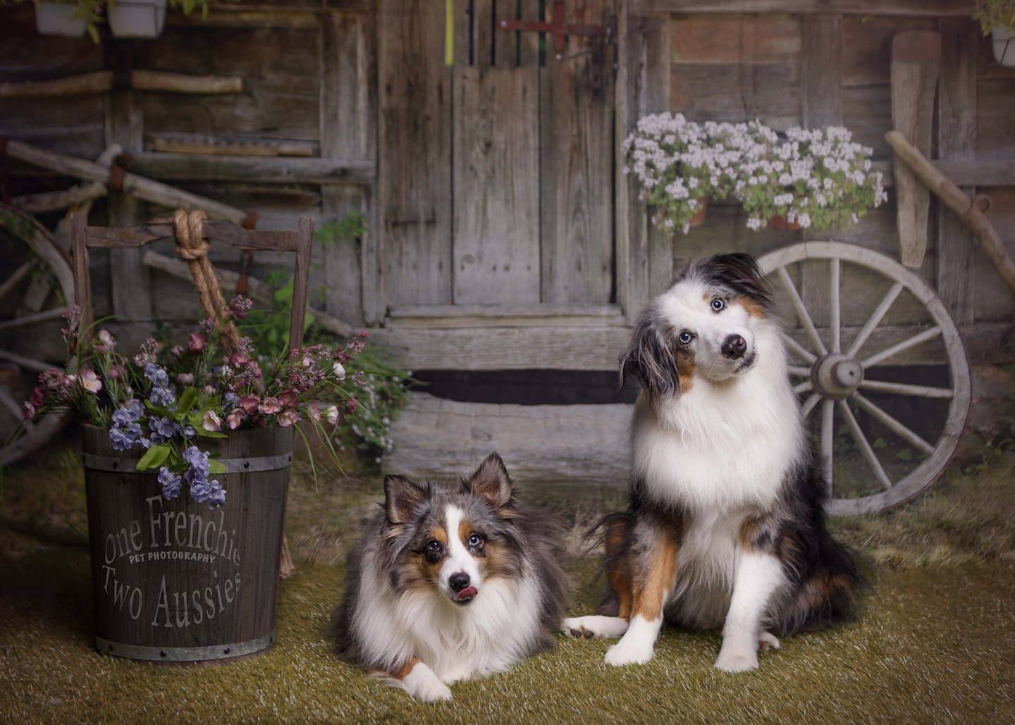 Kate Outdoor Backdrop Old Wood Barn for Photography -UK