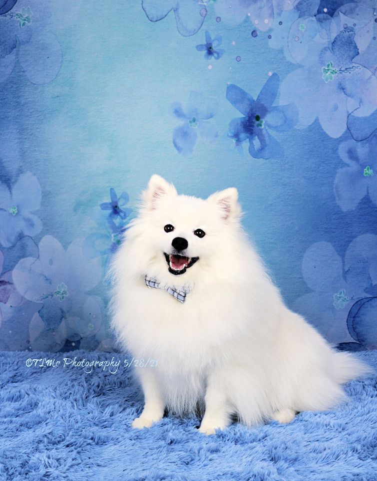 Kate Fine Art Blue Flowers Backdrop Designed by GQ -UK