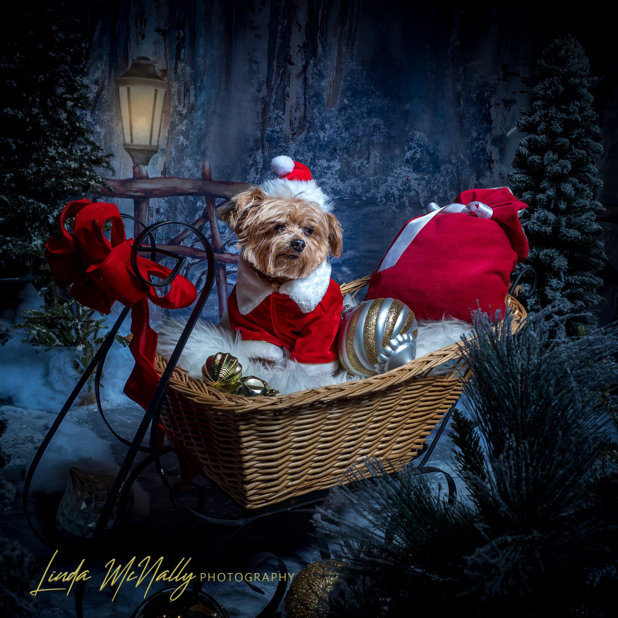 Kate Fine Art Backdrop Winter Snow Forest With Lights Designed by GQ -UK