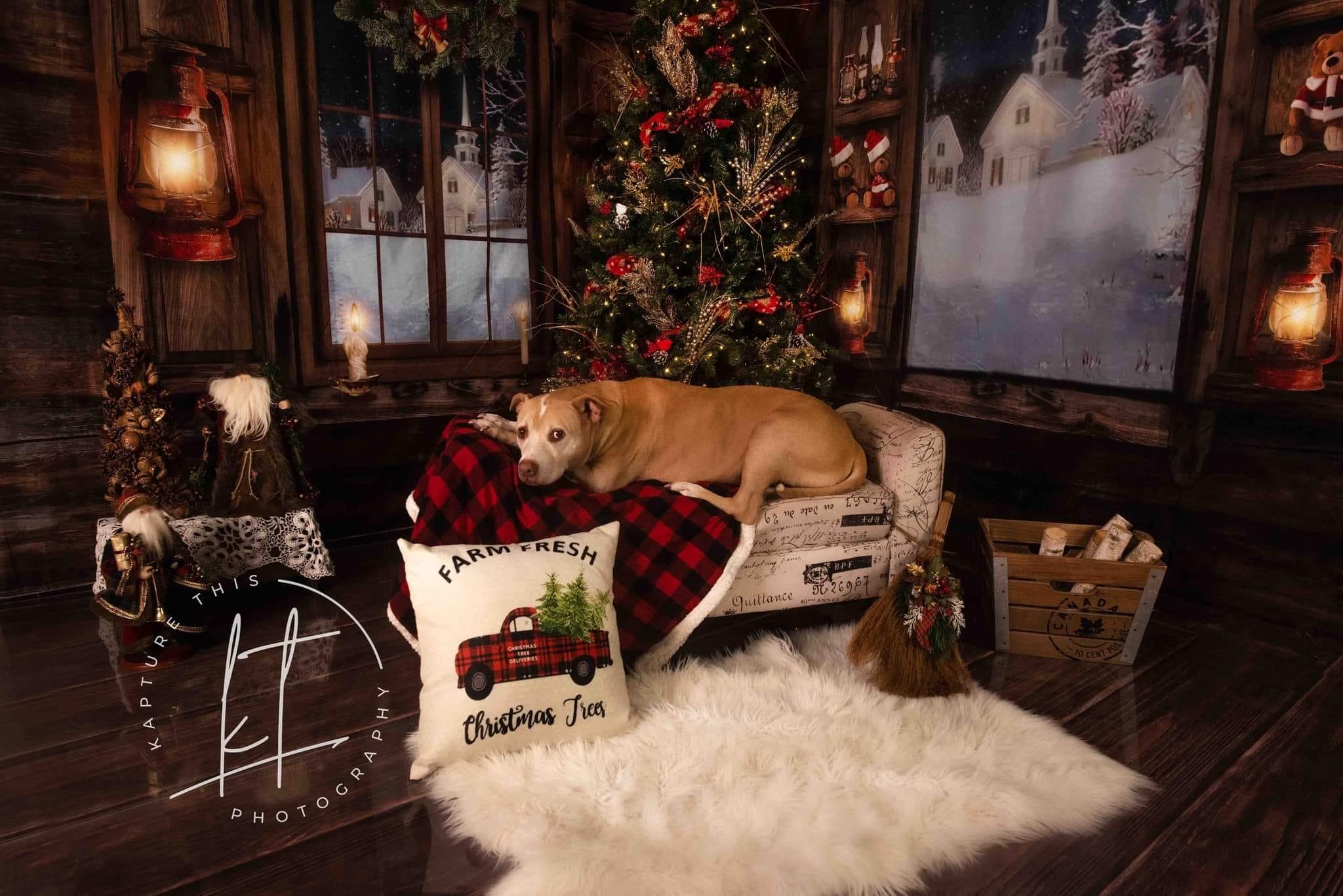 Kate Christmas Wood Indoor Windows Backdrop Room Set -UK