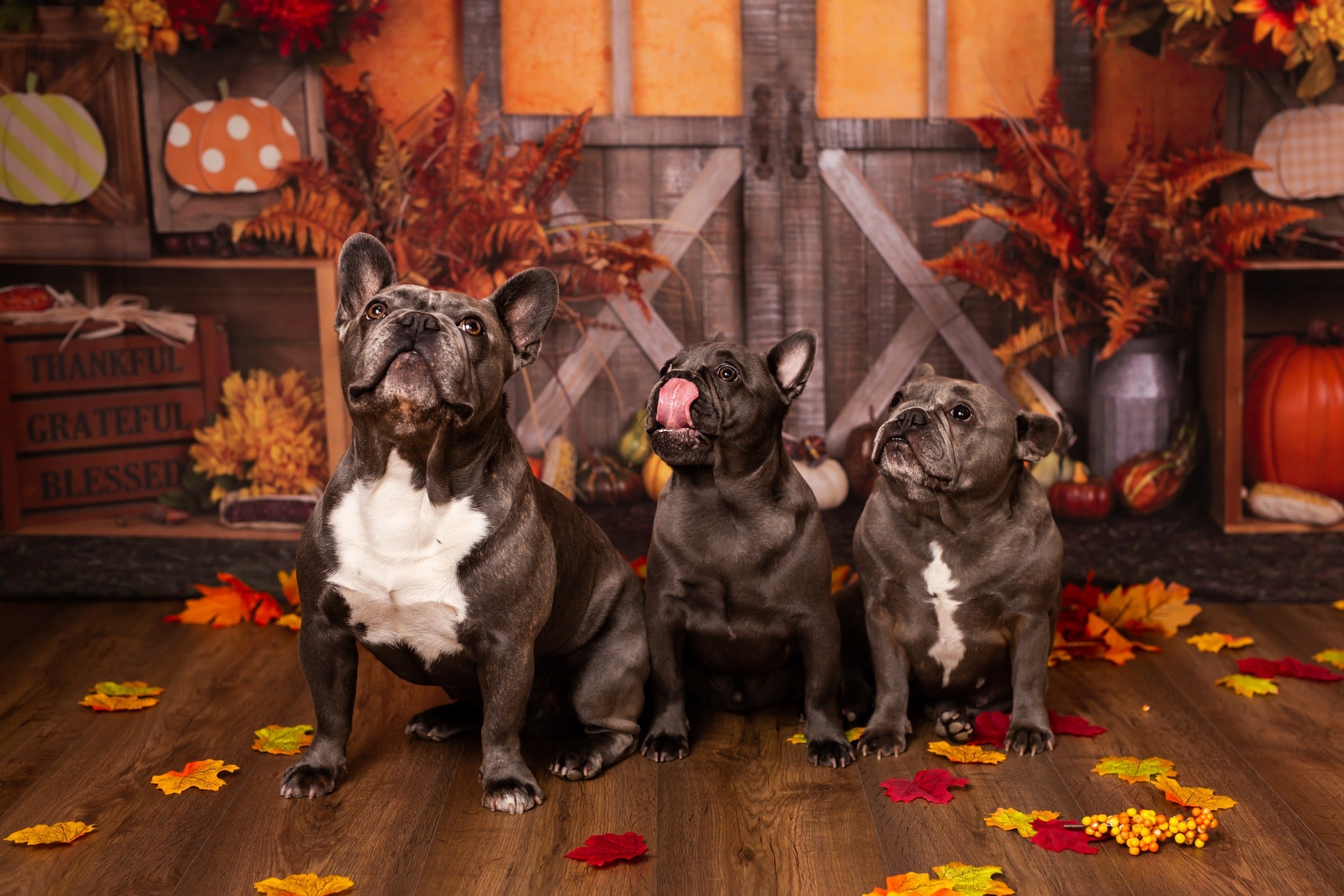 Kate Autumn Harvest Thanksgiving Backdrop -UK