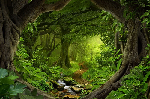 Kate Forest With Green Trees And Creek Spring for photography -UK