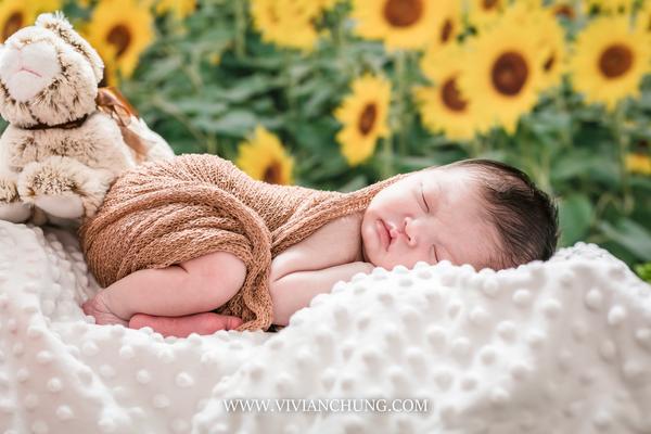 Kate Sunflower Field Backdrop for Summer Photography -UK