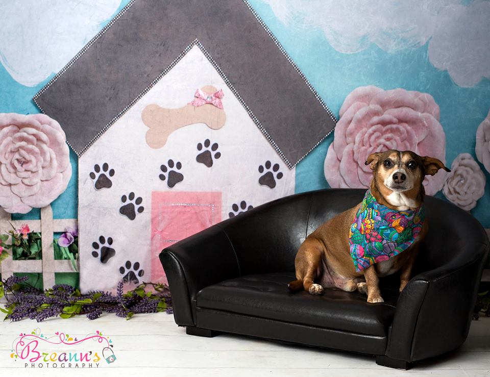 Kate Pet Park Railing Spring Children Backdrop for Photography Designed by Erin Larkins -UK