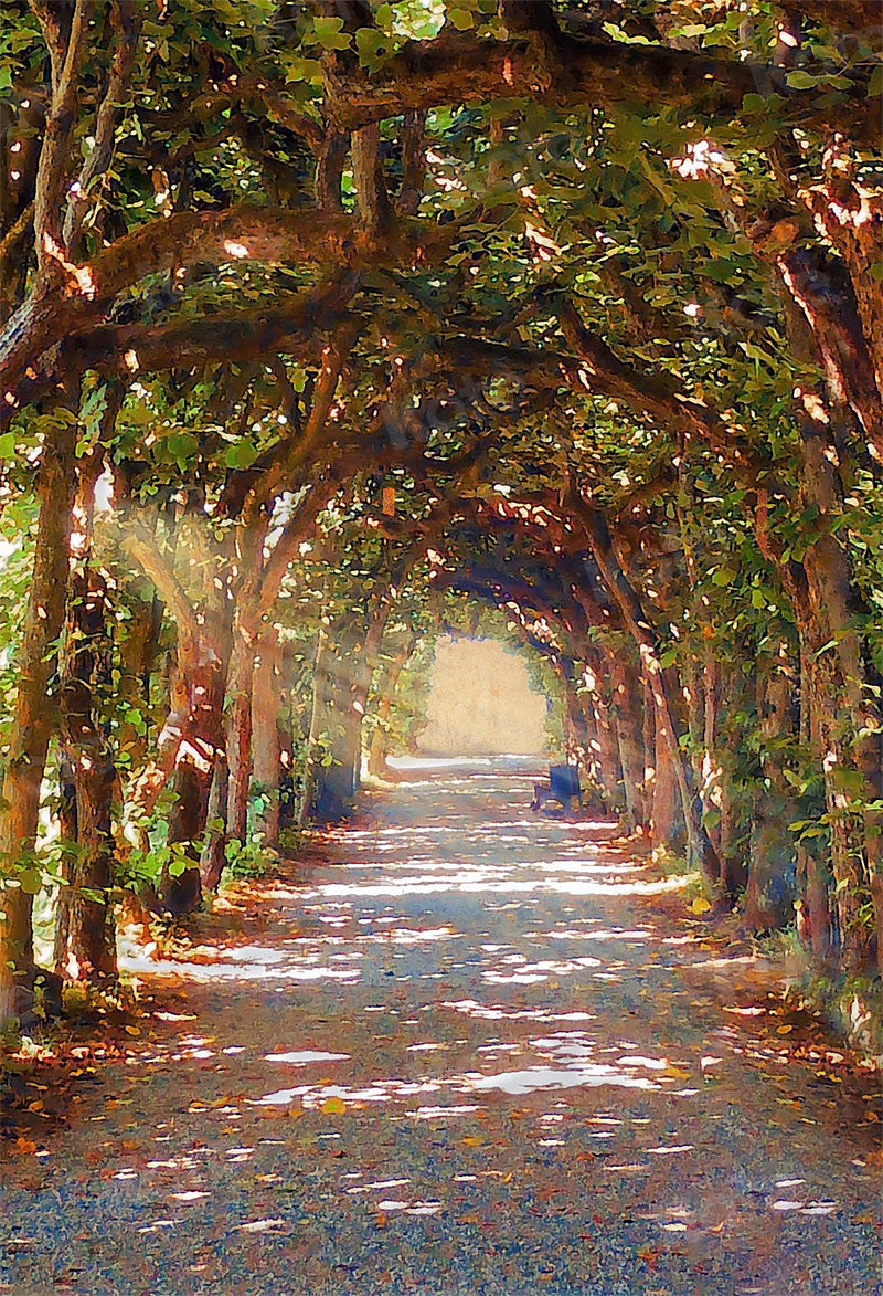 Kate Forest Shaded Path Sunlight Backdrop for Photography -UK