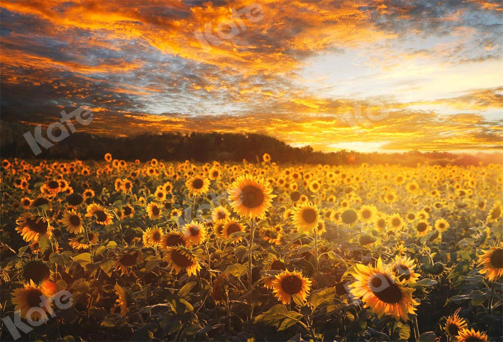 Kate Autumn/Summer Sunflower Field Sunset Backdrop by Chain Photography