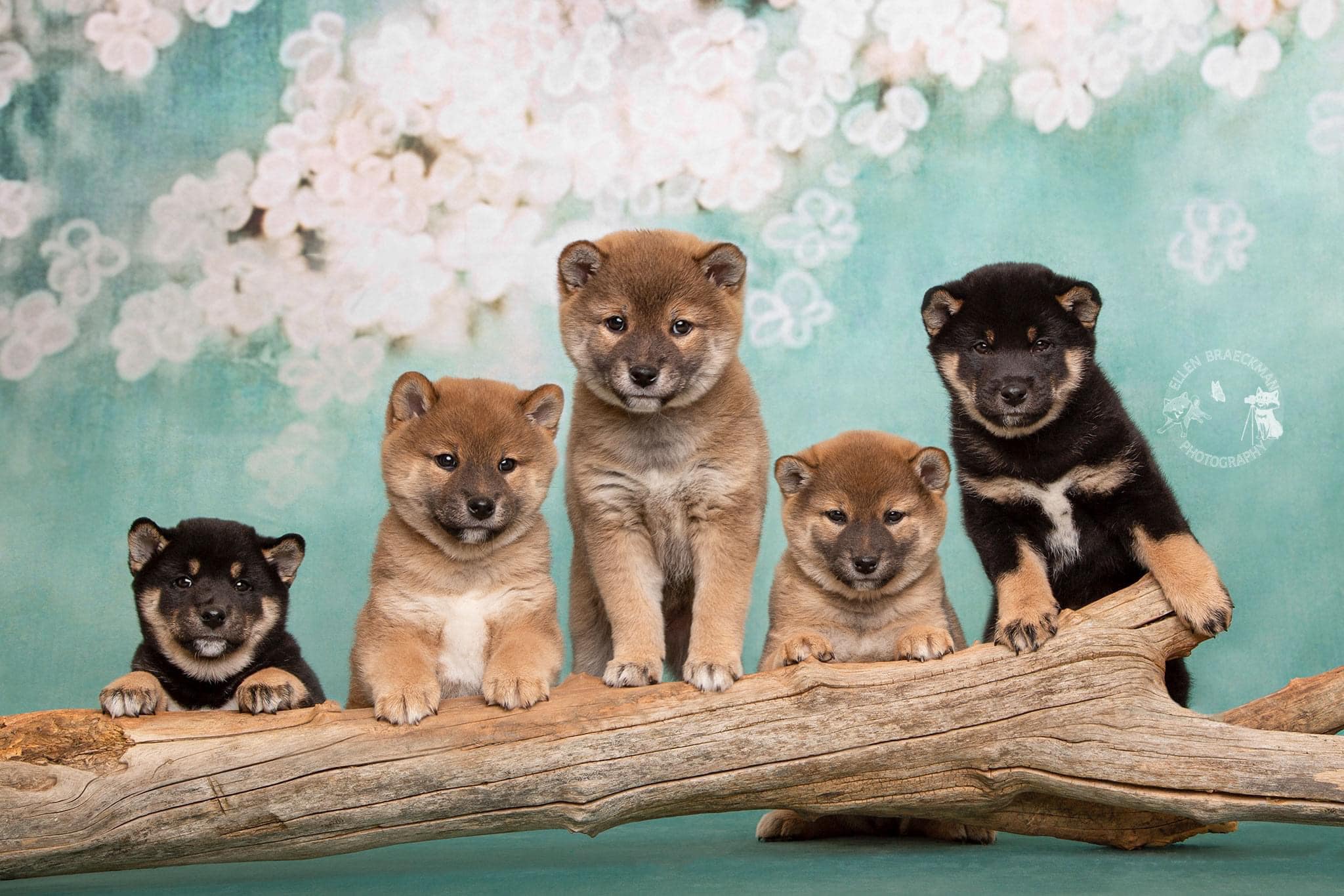 Kate Retro Green Background With Pink Flowers Backdrops for Children -UK