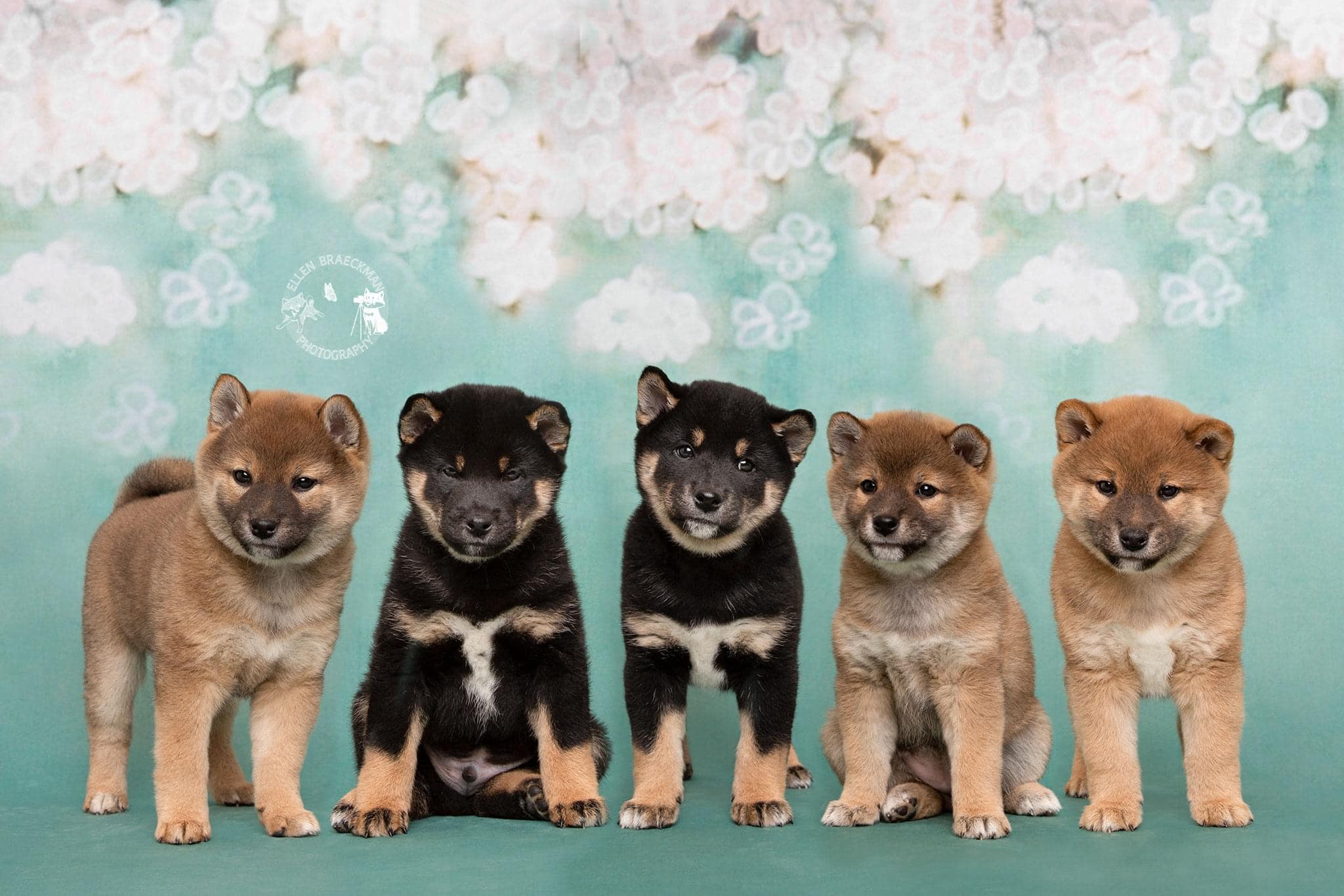 Kate Retro Green Background With Pink Flowers Backdrops for Children -UK