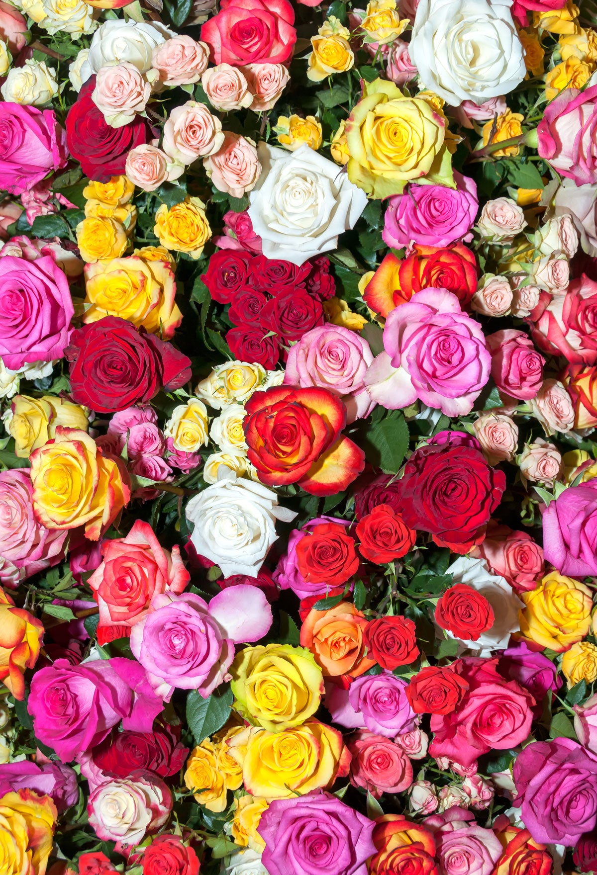Kate Colorful Roses Backdrop for Photography -UK