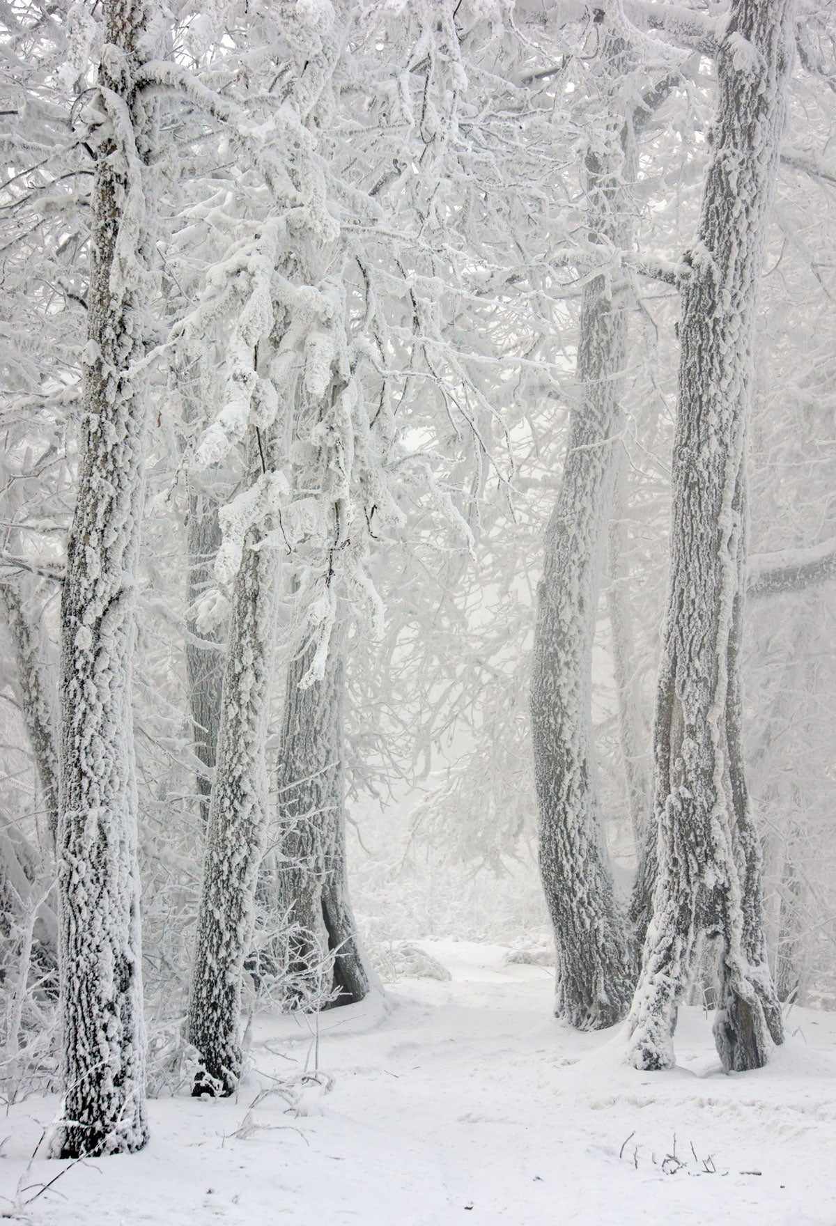 Kate Snow Winter Snowflake Forest Backdrop for Photography -UK