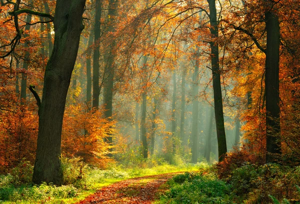 Autumn Forest With Maple And Green Grass