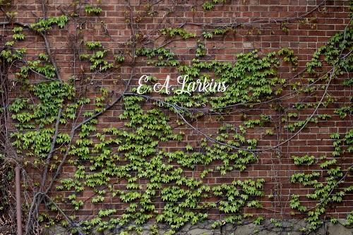 Kate Brick Lvy Wall Backdrop for Photography Designed By Erin Larkins -UK