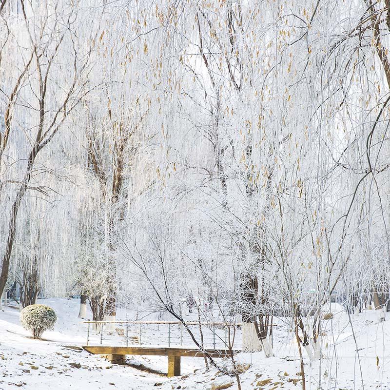 Kate Winter Snow Scene Grove Backdrop Designed by Emetselch -UK