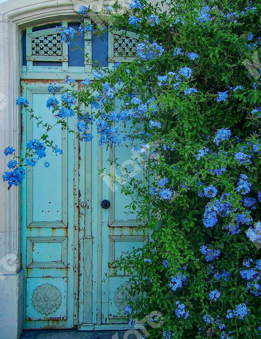 Kate Blue Door Backdrop Designed by Emetselch -UK