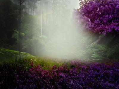 Purple Lavender Flower Forest Backdrop