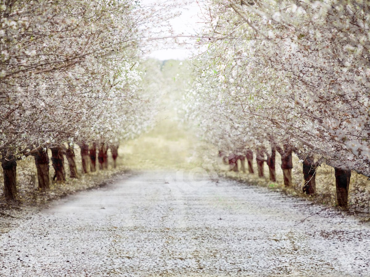 Kate Spring Cherry Blossoms Backdrop for Photography -UK