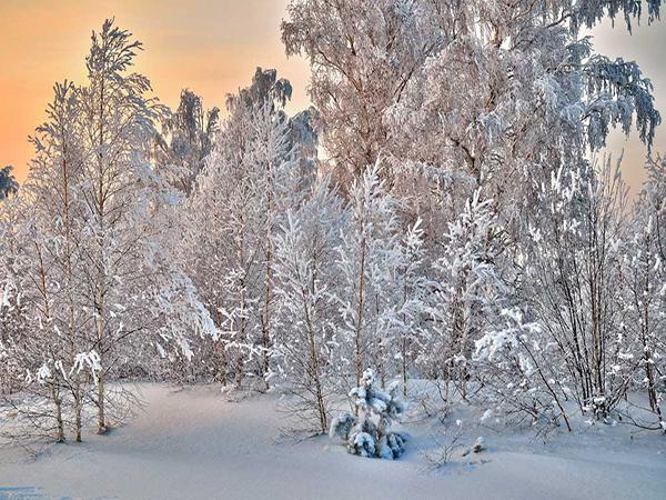 Kate White Snow Forest Backdrop for winter holiday - Kate backdrop UK