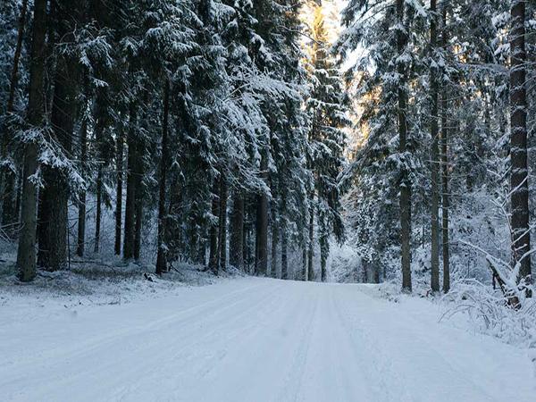 Kate Real Outdoor Winter Forest Snow Road Backdrop - Kate backdrop UK