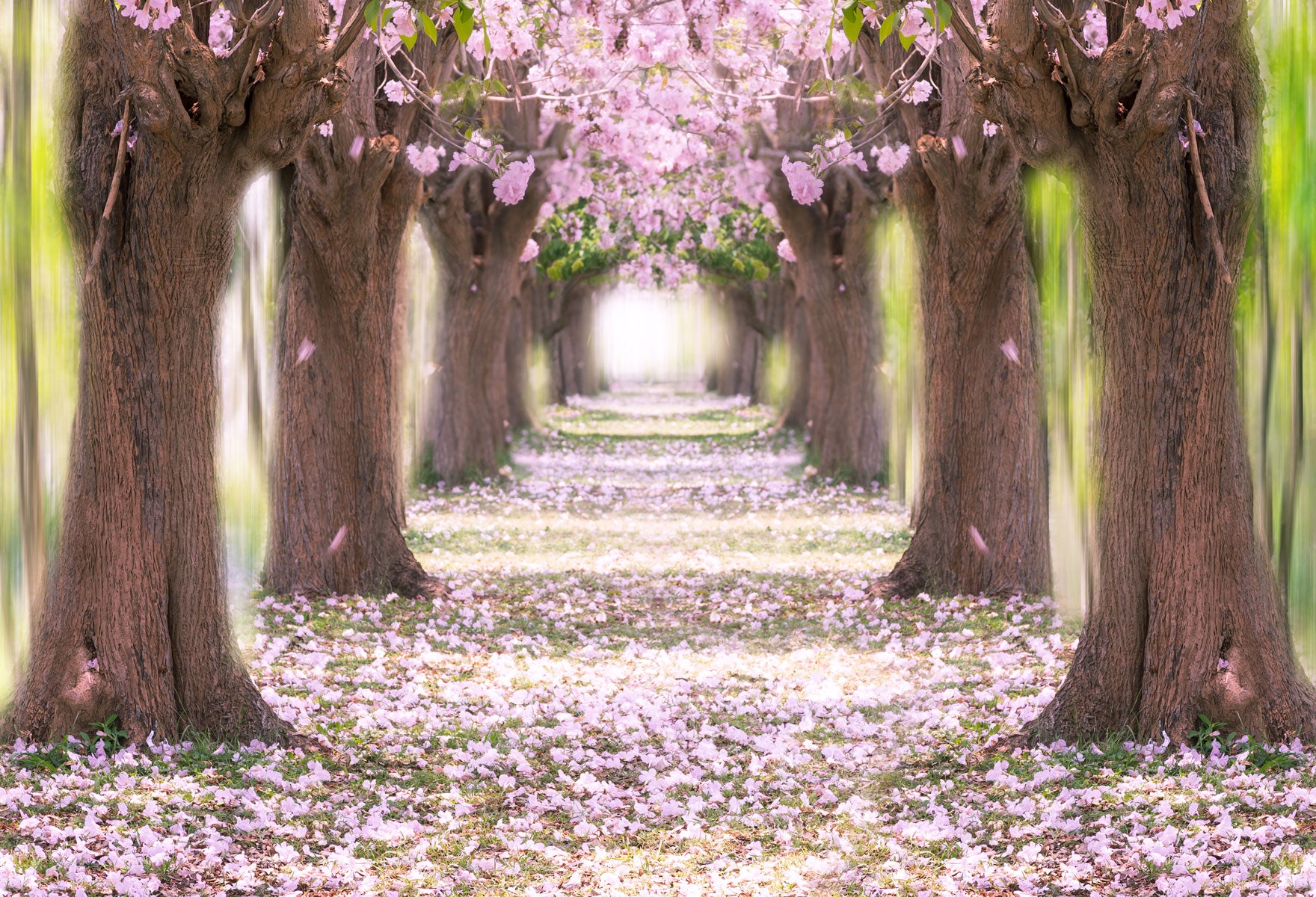 Kate Path Pink Cherry blossoms Backdrop for Photography -UK