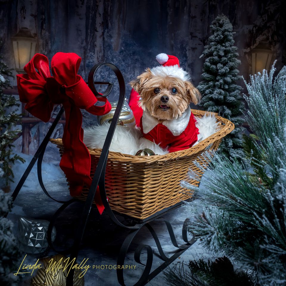 Kate Fine Art Backdrop Winter Snow Forest With Lights Designed by GQ -UK