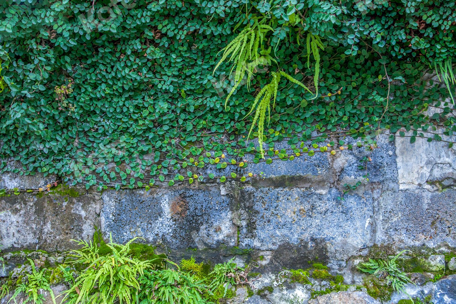 Kate Garden Green Vine Wall Backdrop Designed by Jia Chan Photography -UK