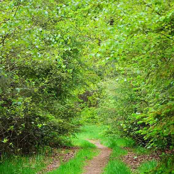 Kate Summer Green Forest Path Backdrop Designed by Chain Photography -UK