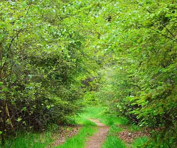 Kate Summer Green Forest Path Backdrop Designed by Chain Photography -UK