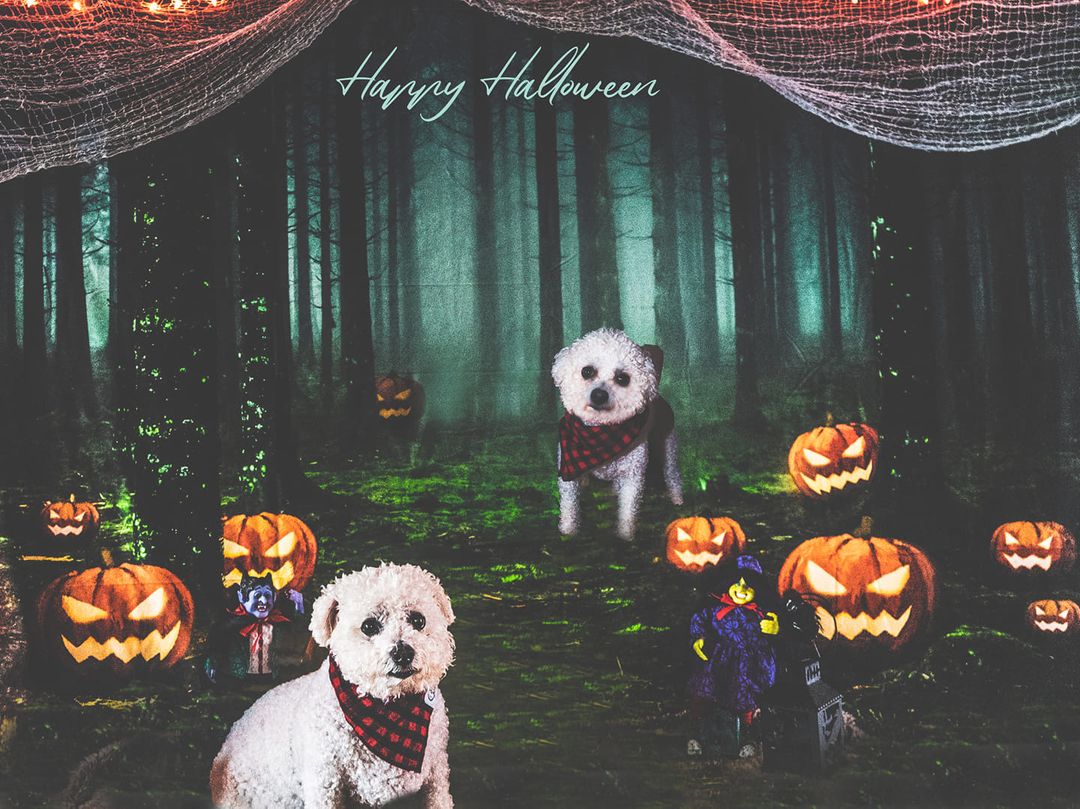 Kate Halloween Backdrop Pumpkins Forest Designed by Chain Photography -UK