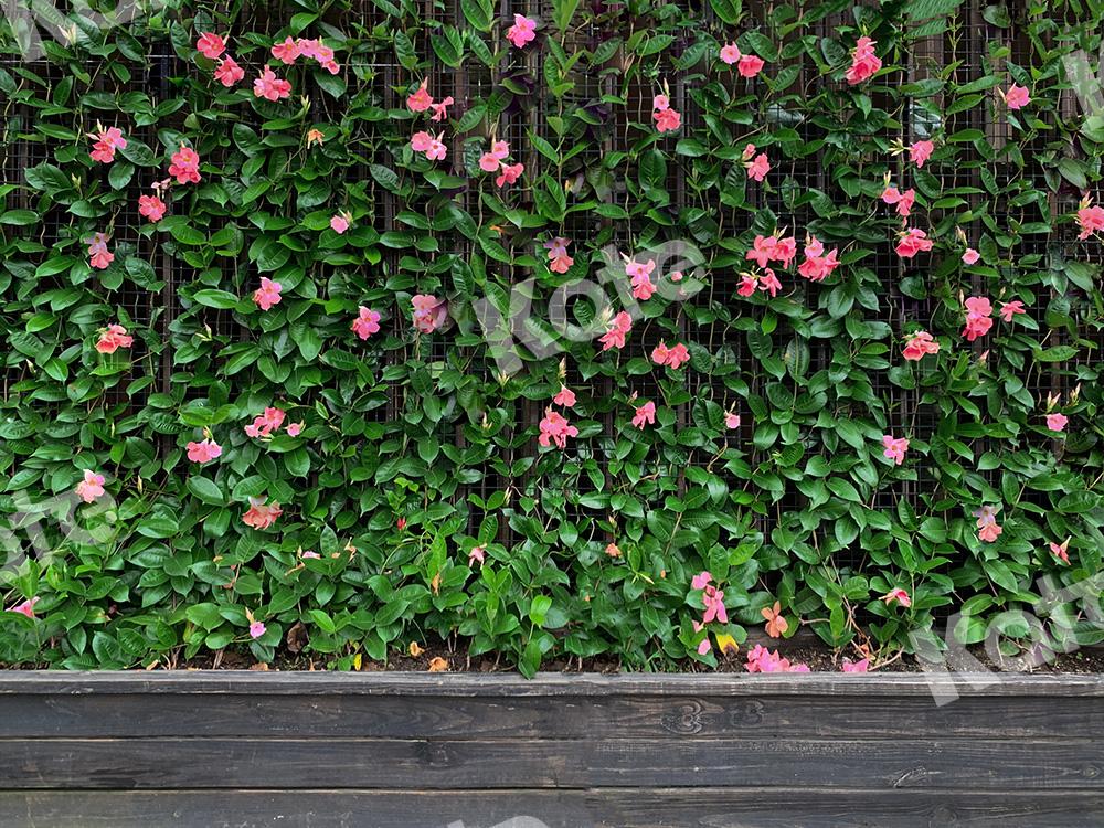 Kate Green Vine Flowers Backdrop Designed by Emetselch -UK