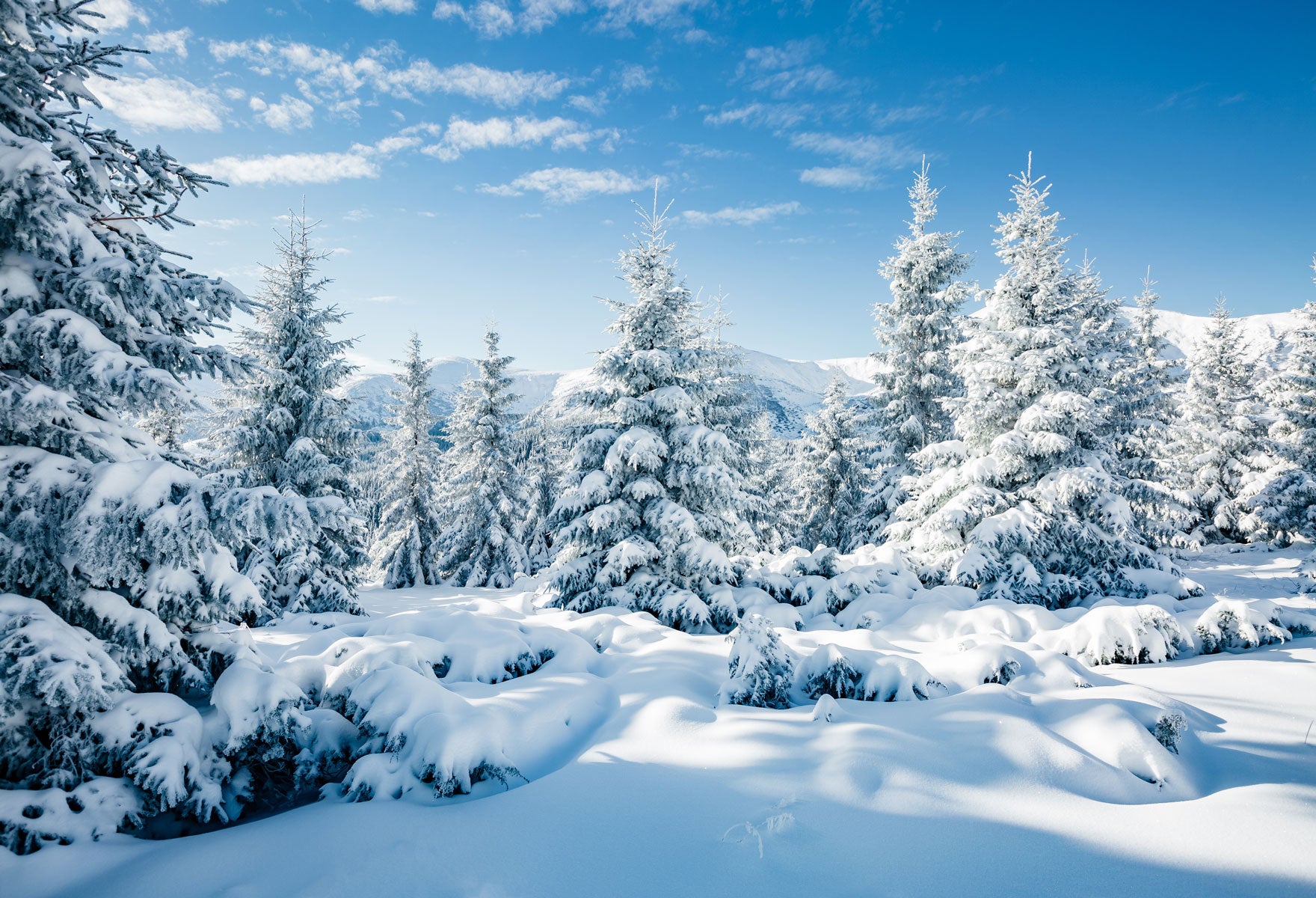 Kate Winter Frozen Forest Backdrops For Photography -UK