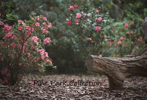 Kate Garden with log bench spring Backdrop for Photography Designed by Pine Park Collection -UK
