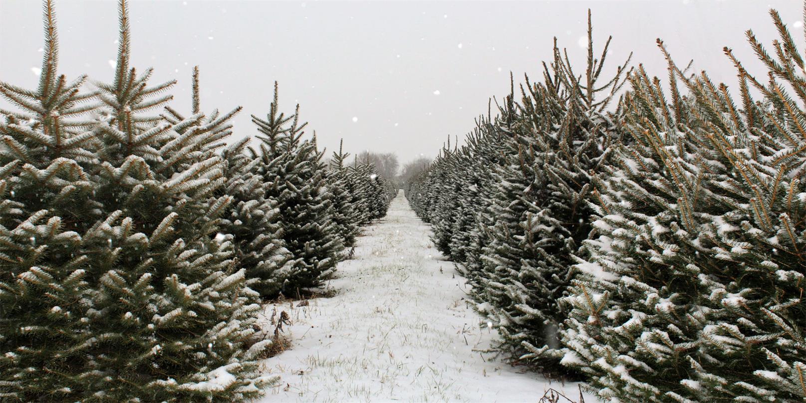 Kate Christmas Pines Tree Farm Path Backdrop for Photography -UK