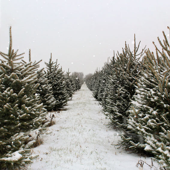 Kate Christmas Pines Tree Farm Path Backdrop for Photography -UK