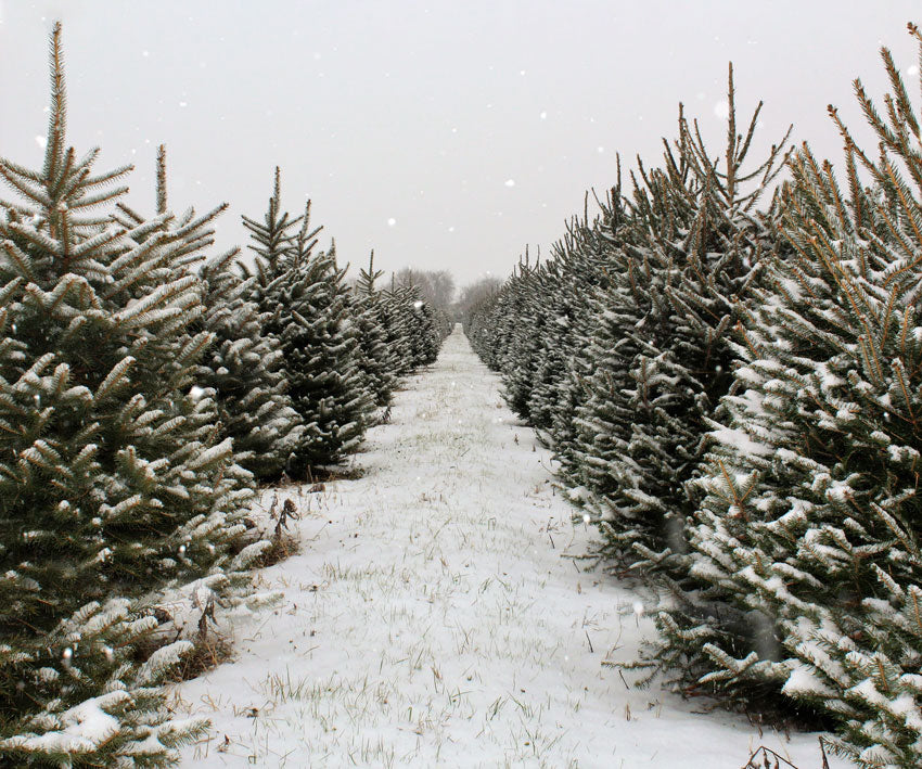 Kate Christmas Pines Tree Farm Path Backdrop for Photography -UK