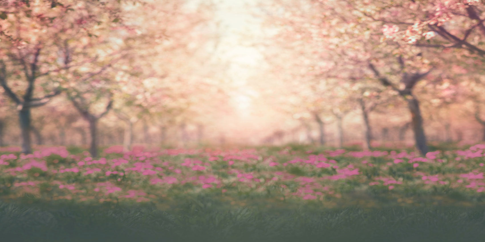 Kate Spring Cherry Blossoms Orchard Backdrop for Photography Designed by Lisa Granden -UK