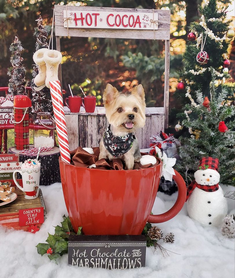 Kate Hot Cocoa Stand Backdrop Designed by Mandy Ringe Photography -UK