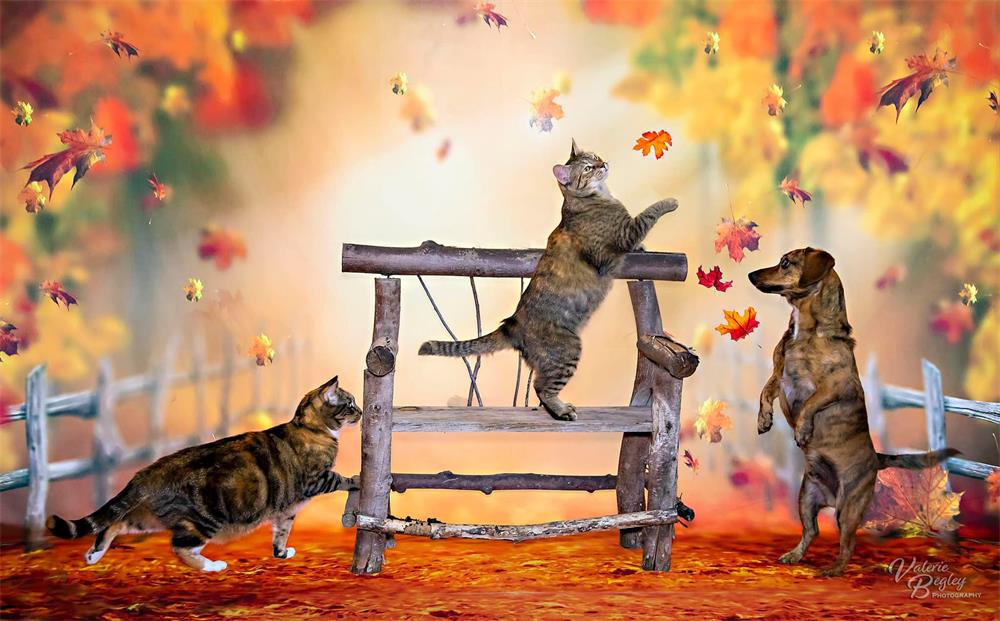 Kate Autumn Forest Leaves Backdrop Designed by Chrissie Green -UK