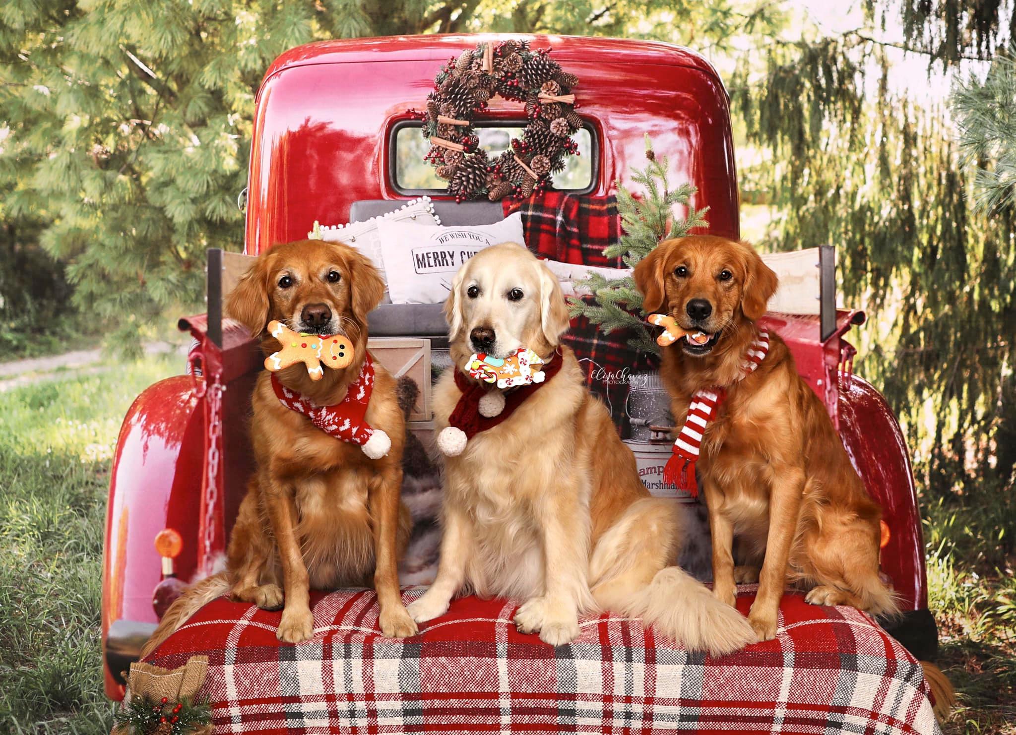 Kate Red Christmas Truck Backdrop Designed by Mandy Ringe Photography -UK