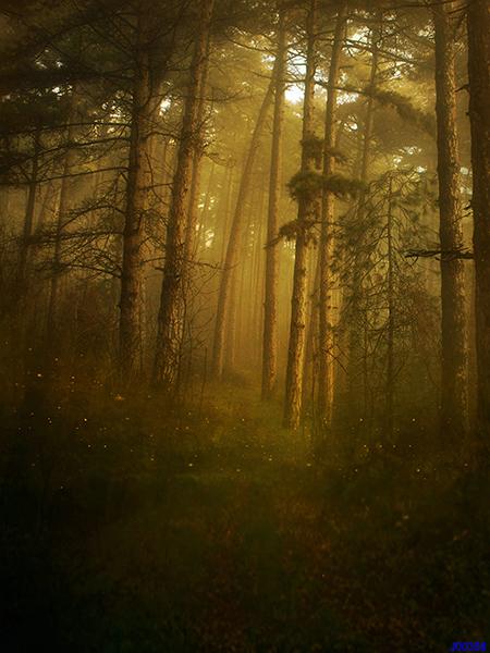 Kate Autumn Forest Foggy Backdrop scenery Juggle Photos - Kate backdrop UK
